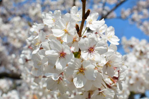 日比谷公園の桜.jpg